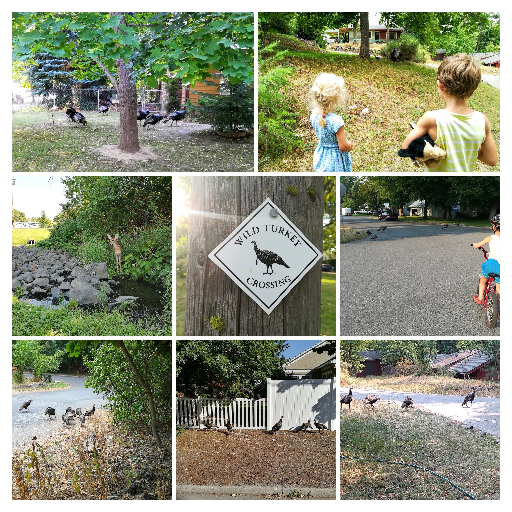 IMG_20180718_075152-COLLAGE